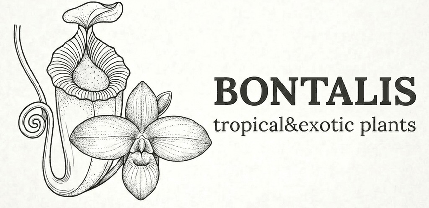 Bontalis — Tropical & Exotic Plants